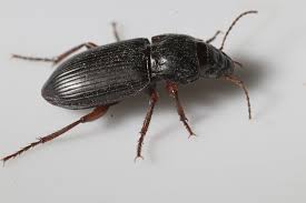 Attēlu rezultāti vaicājumam “Pterostichus sp.”