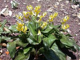 Attēlu rezultāti vaicājumam “Erythronium sibiricum”
