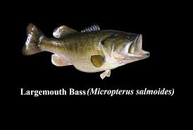 Image result for Micropterus salmoides