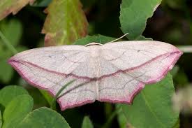 Attēlu rezultāti vaicājumam “Timandra comae”