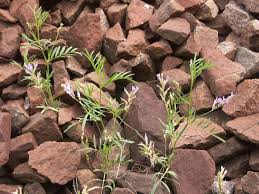 Attēlu rezultāti vaicājumam “Astragalus arenarius”