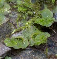 Attēlu rezultāti vaicājumam “Lophocolea minor macro”