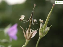 Attēlu rezultāti vaicājumam “Geranium pratense bud”