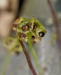 Attēlu rezultāti vaicājumam “Preissia quadrata”