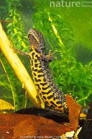 Attēlu rezultāti vaicājumam “Triturus cristatus”