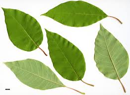 Attēlu rezultāti vaicājumam “Subularia aquatica leaf”