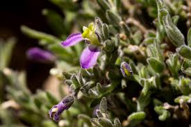 Attēlu rezultāti vaicājumam “Polygalaceae”