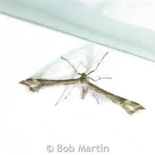 Attēlu rezultāti vaicājumam “Platyptilia tesseradactyla”