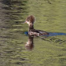 Attēlu rezultāti vaicājumam “Mergus merganser juvenile”