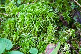 Attēlu rezultāti vaicājumam “Sphagnum angustifolium”
