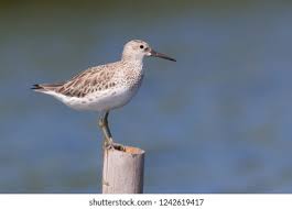 Image result for Calidris tenuirostris