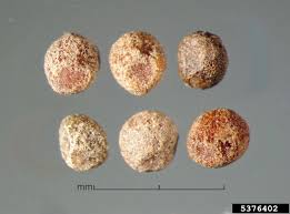 Attēlu rezultāti vaicājumam “Cuscuta epithymum subsp. trifolii”