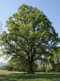 Attēlu rezultāti vaicājumam “Quercus robur”