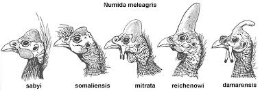 Attēlu rezultāti vaicājumam “Numida meleagris”