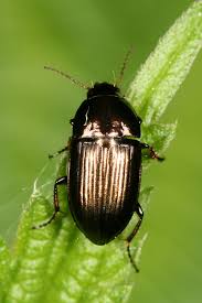 Attēlu rezultāti vaicājumam “Amara sp.”