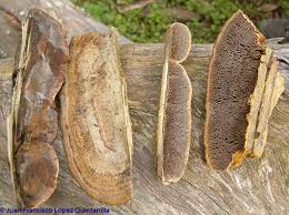 Attēlu rezultāti vaicājumam “Gloeophyllum trabeum”