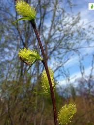 Attēlu rezultāti vaicājumam “Salix myrsinifolia male flower”