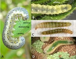 Attēlu rezultāti vaicājumam “Nematus salicis larva”