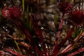 Attēlu rezultāti vaicājumam “Utricularia intermedia flower”