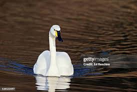 Attēlu rezultāti vaicājumam “Cygnus columbianus”