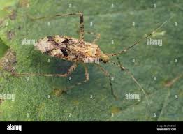 Attēlu rezultāti vaicājumam “Phytocoris sp.”