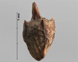 Attēlu rezultāti vaicājumam “Ambrosia artemisiifolia bud”