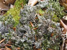 Attēlu rezultāti vaicājumam “Cladonia stygia”