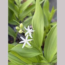 Attēlu rezultāti vaicājumam “Mnium stellare”