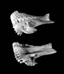 Image result for Sparisoma axillare