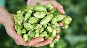 Attēlu rezultāti vaicājumam “Humulus lupulus bud”