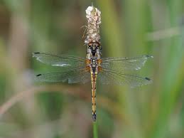 Attēlu rezultāti vaicājumam “Sympetrum danae”