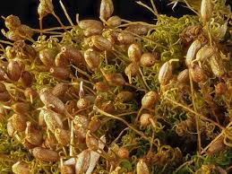 Attēlu rezultāti vaicājumam “Weissia squarrosa”