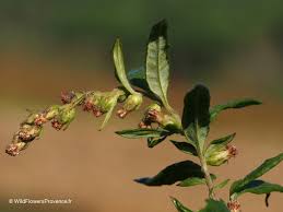 Attēlu rezultāti vaicājumam “Artemisia vulgaris bud”