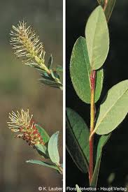 Attēlu rezultāti vaicājumam “Salix myrtilloides”