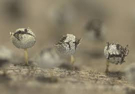 Attēlu rezultāti vaicājumam “Physarum diderma macro”