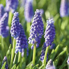 Attēlu rezultāti vaicājumam “Muscari armeniacum”