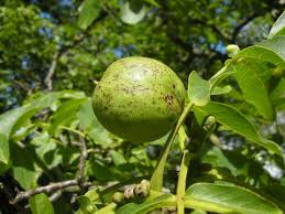 Attēlu rezultāti vaicājumam “Juglans regia leaf”