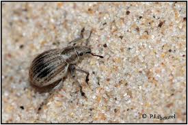 Attēlu rezultāti vaicājumam “Philopedon plagiatum”