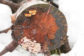 Attēlu rezultāti vaicājumam “Gloeophyllum sepiarium”