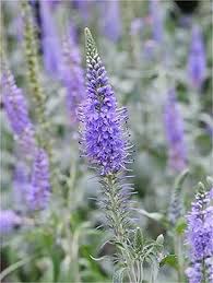 Attēlu rezultāti vaicājumam “Veronica spicata”