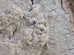 Attēlu rezultāti vaicājumam “Pertusaria leioplaca”