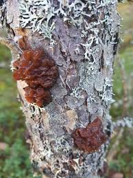 Attēlu rezultāti vaicājumam “Exidia saccharina”