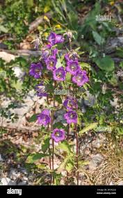 Image result for Campanula medium