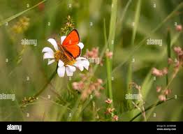 Attēlu rezultāti vaicājumam “Lycaena dispar male”