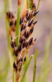 Attēlu rezultāti vaicājumam “Juncus squarrosus”