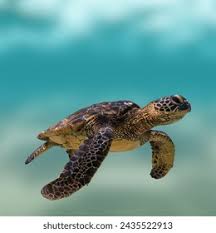 Image result for Lepidochelys kempii