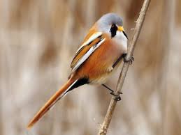 Attēlu rezultāti vaicājumam “Panurus biarmicus female”