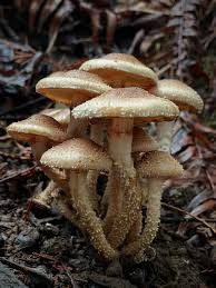 Attēlu rezultāti vaicājumam “Craterocolla cerasi”