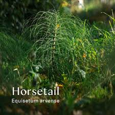 Attēlu rezultāti vaicājumam “Equisetum arvense”