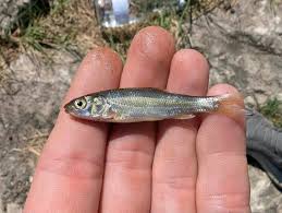 Image result for Squalius vardarensis